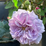 Rainy Blue Rose Climbing Roses photo review