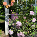 Rainy Blue Rose Climbing Roses photo review