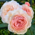 A Shropshire Lad Rose plant丨Your roses