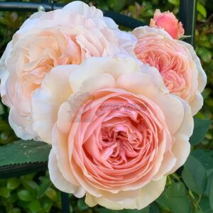 A Shropshire Lad Rose plant丨Your roses