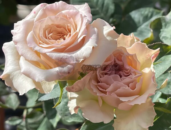 Ailes Rose丨Your roses