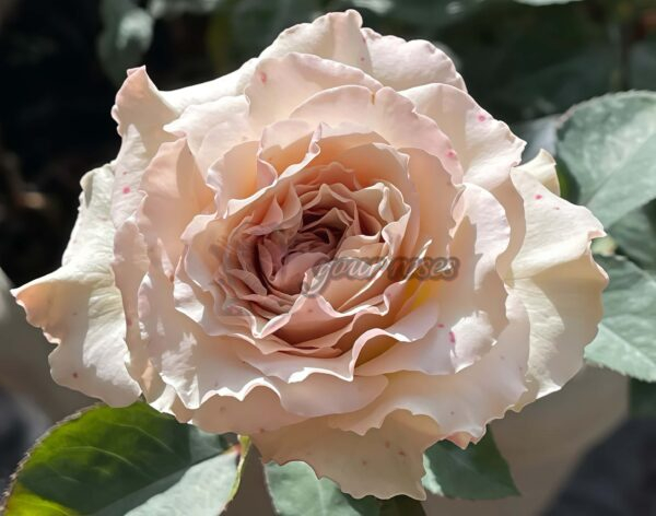 Ailes Rose for sale丨Your roses