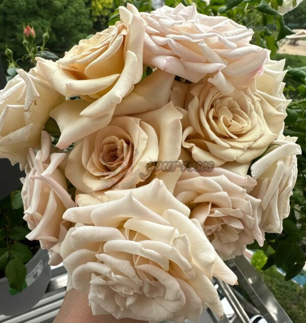 Ailes Rose丨Your roses