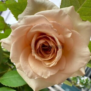 Ailes Rose plant丨Your roses