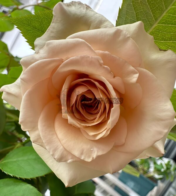 Ailes Rose plant丨Your roses