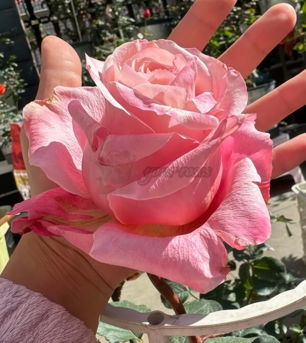 Art Nuvo Rose丨Your roses