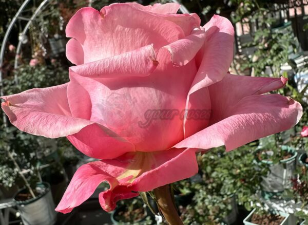 Art Nuvo Rose for sale丨Your roses