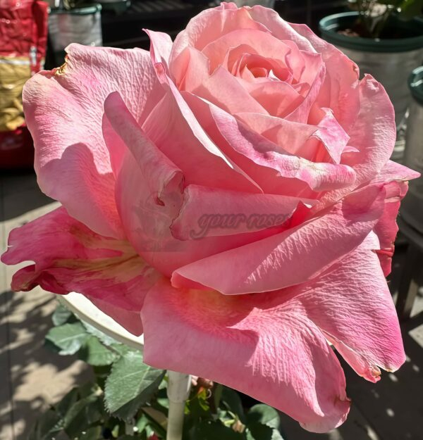 Art Nuvo Rose丨Your roses