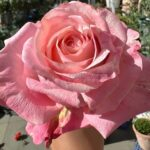 Art Nuvo Rose plant丨Your roses