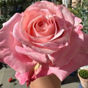 Art Nuvo Rose plant丨Your roses