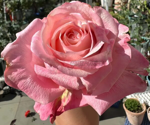 Art Nuvo Rose plant丨Your roses