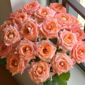 Autumn Evening Rose for sale丨Your roses