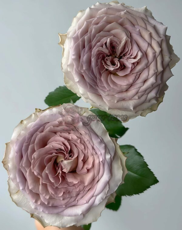 Bailey Rose for sale丨Your roses