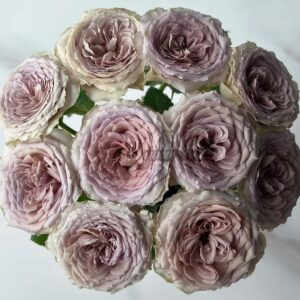 Bailey Rose丨Your roses