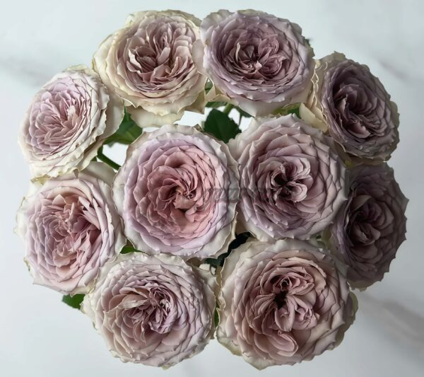 Bailey Rose丨Your roses