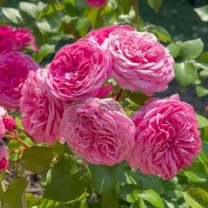 Baronese Rose plant丨Your roses