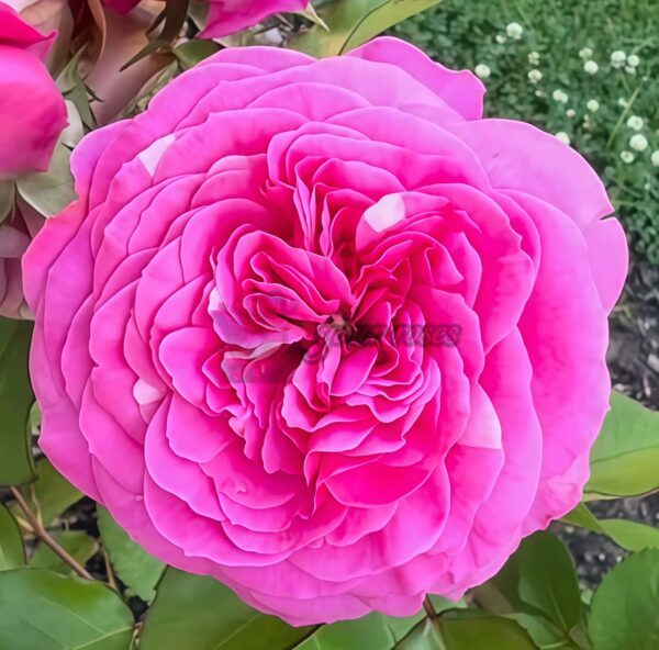 Baronese Rose丨Your roses