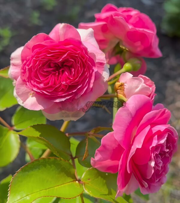Baronese Rose for sale丨Your roses