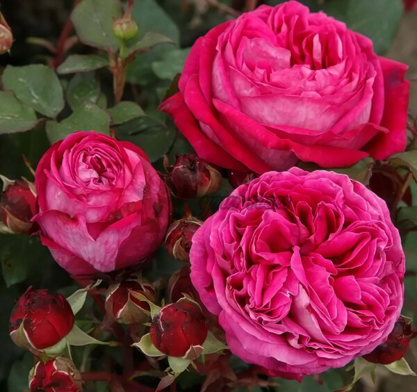 Baronese Rose丨Your roses