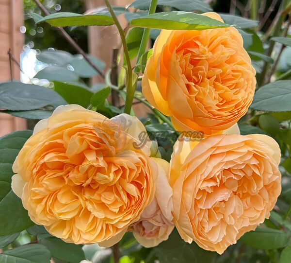 Bring me sunshine Rose 丨Your roses