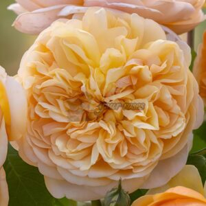 Bring me sunshine Rose plant 丨Your roses
