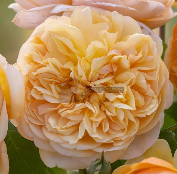 Bring me sunshine Rose plant 丨Your roses