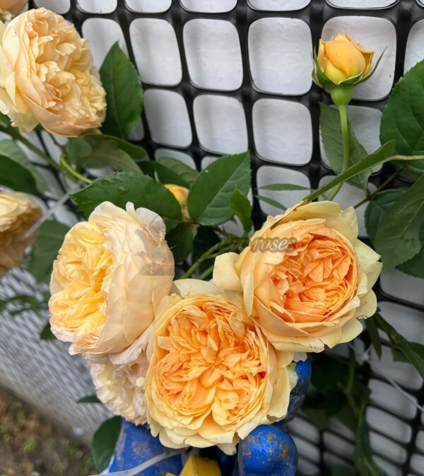Bring me sunshine Rose 丨Your roses