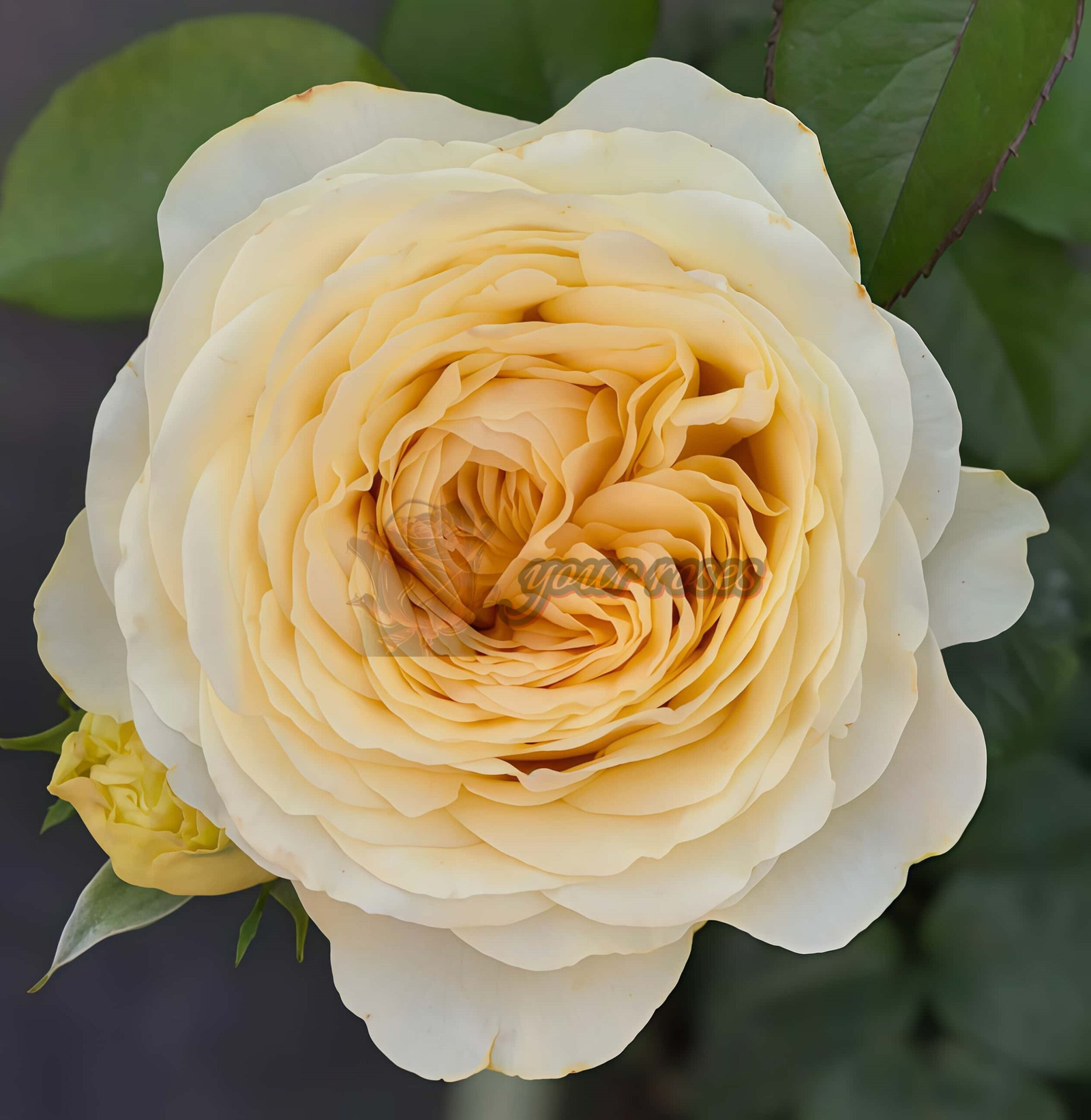 Buttercup Rose丨Your roses