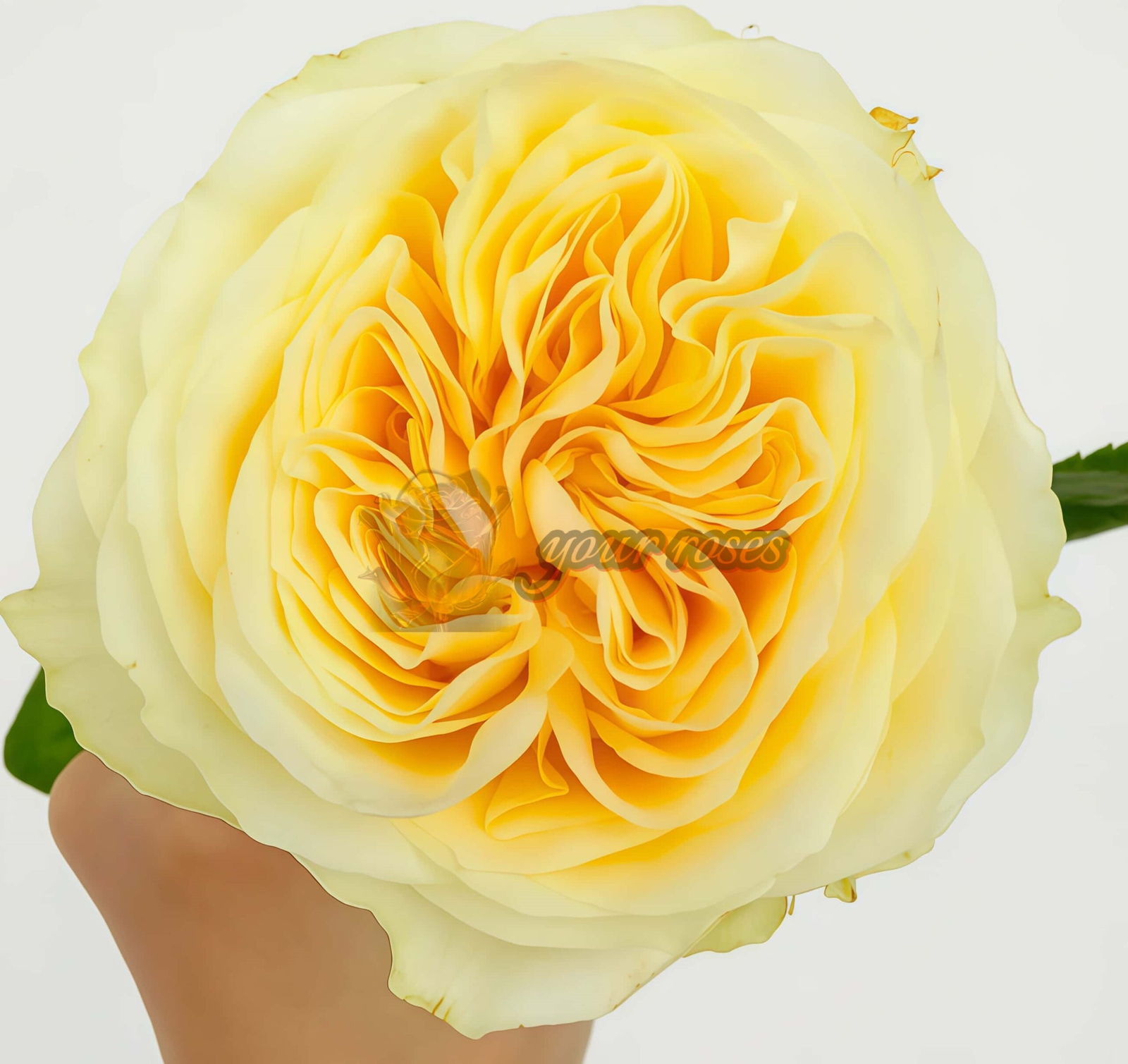 Buttercup Rose丨Your roses