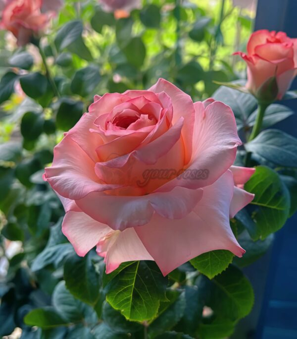 Butterfly Valley Rose plant丨Your roses