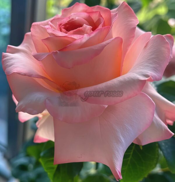 Butterfly Valley Rose for sale丨Your roses