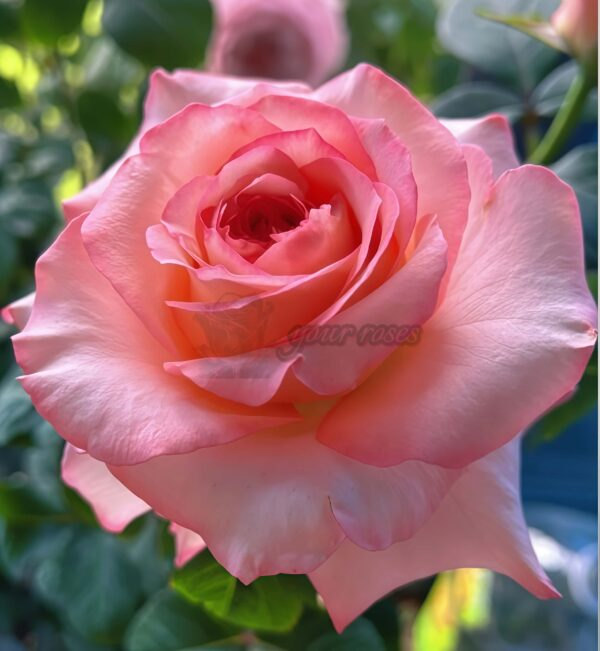 Butterfly Valley Rose丨Your roses