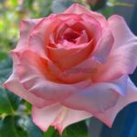 Butterfly Valley Rose丨Your roses