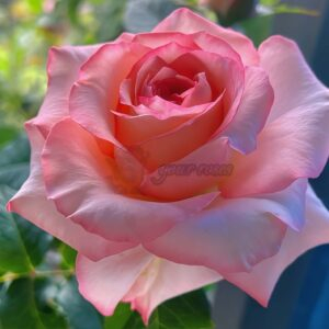 Butterfly Valley Rose丨Your roses