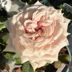 Candy Horizon Rose plant丨Your roses