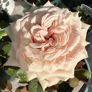 Candy Horizon Rose plant丨Your roses
