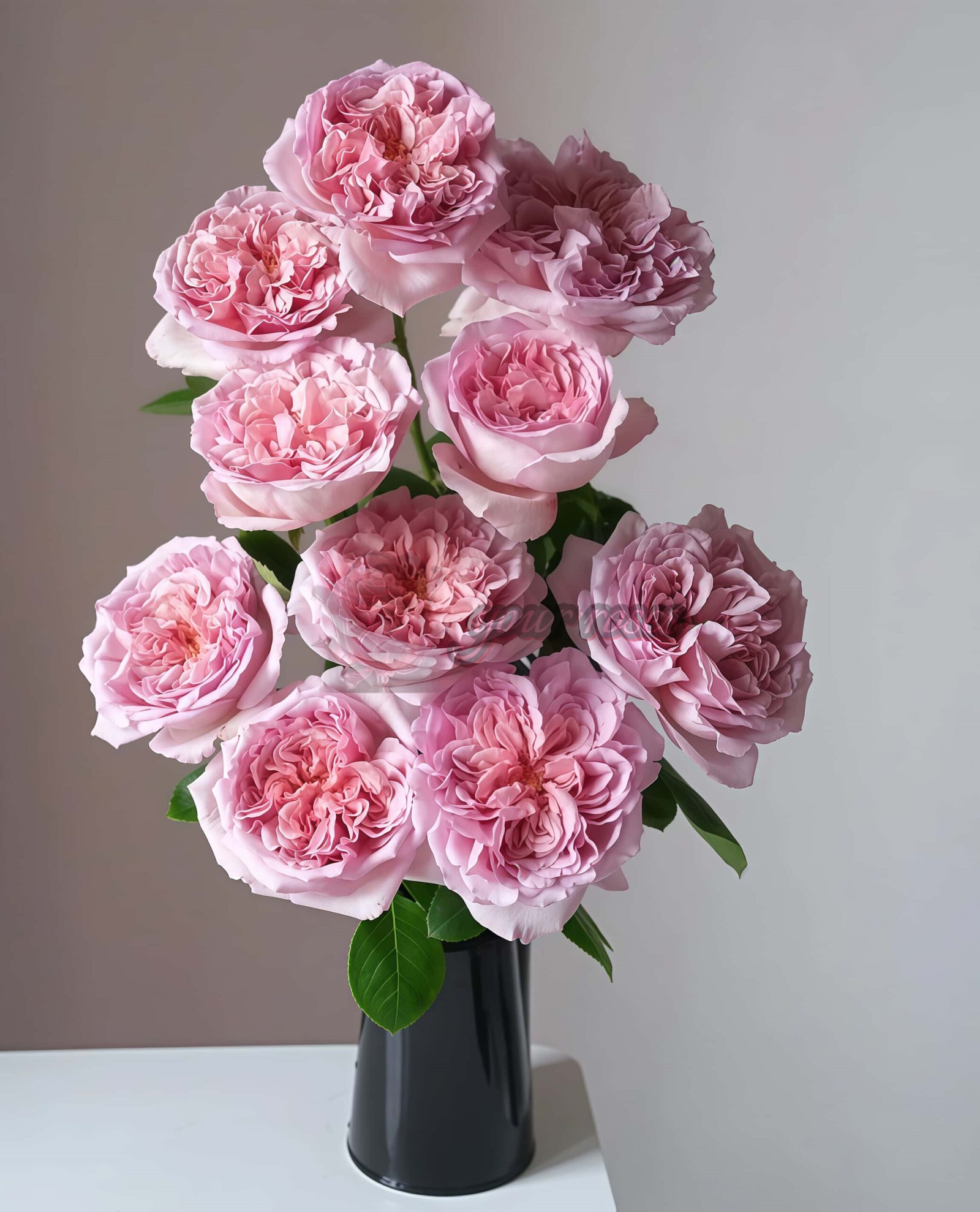 Chocolate romantica Rose plant丨Your roses