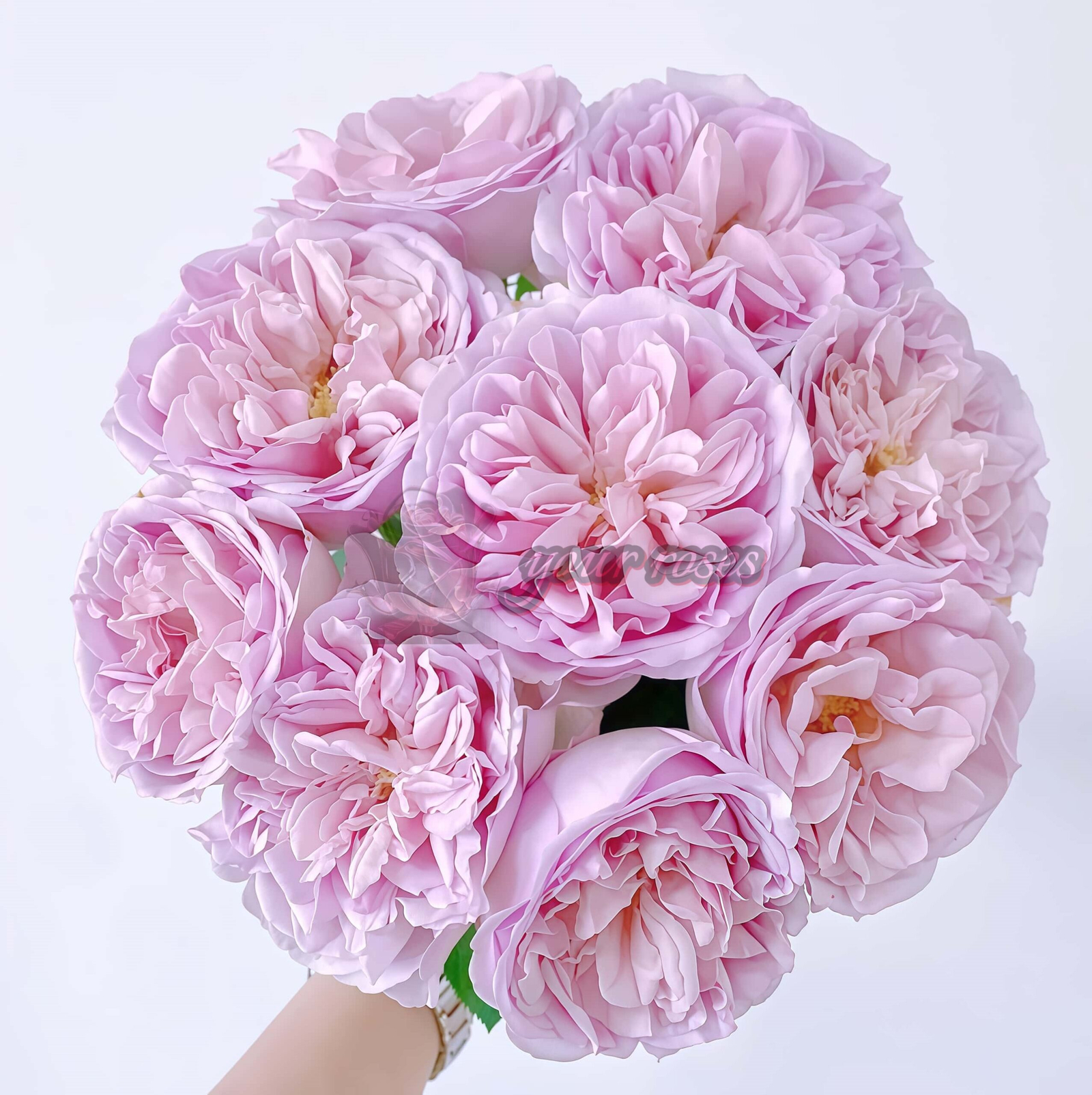 Chocolate romantica Rose丨Your roses