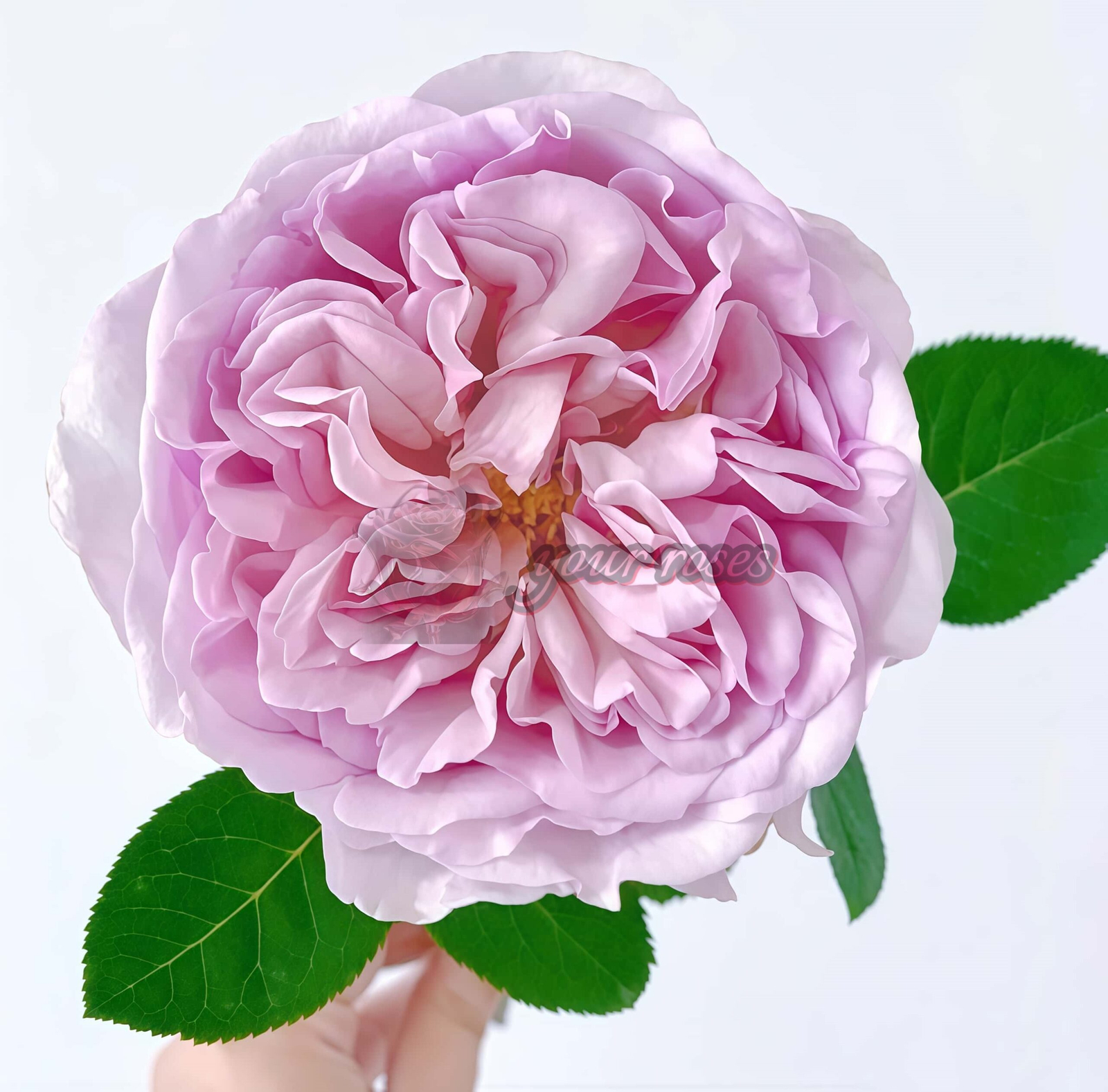 Chocolate romantica Rose for sale丨Your roses