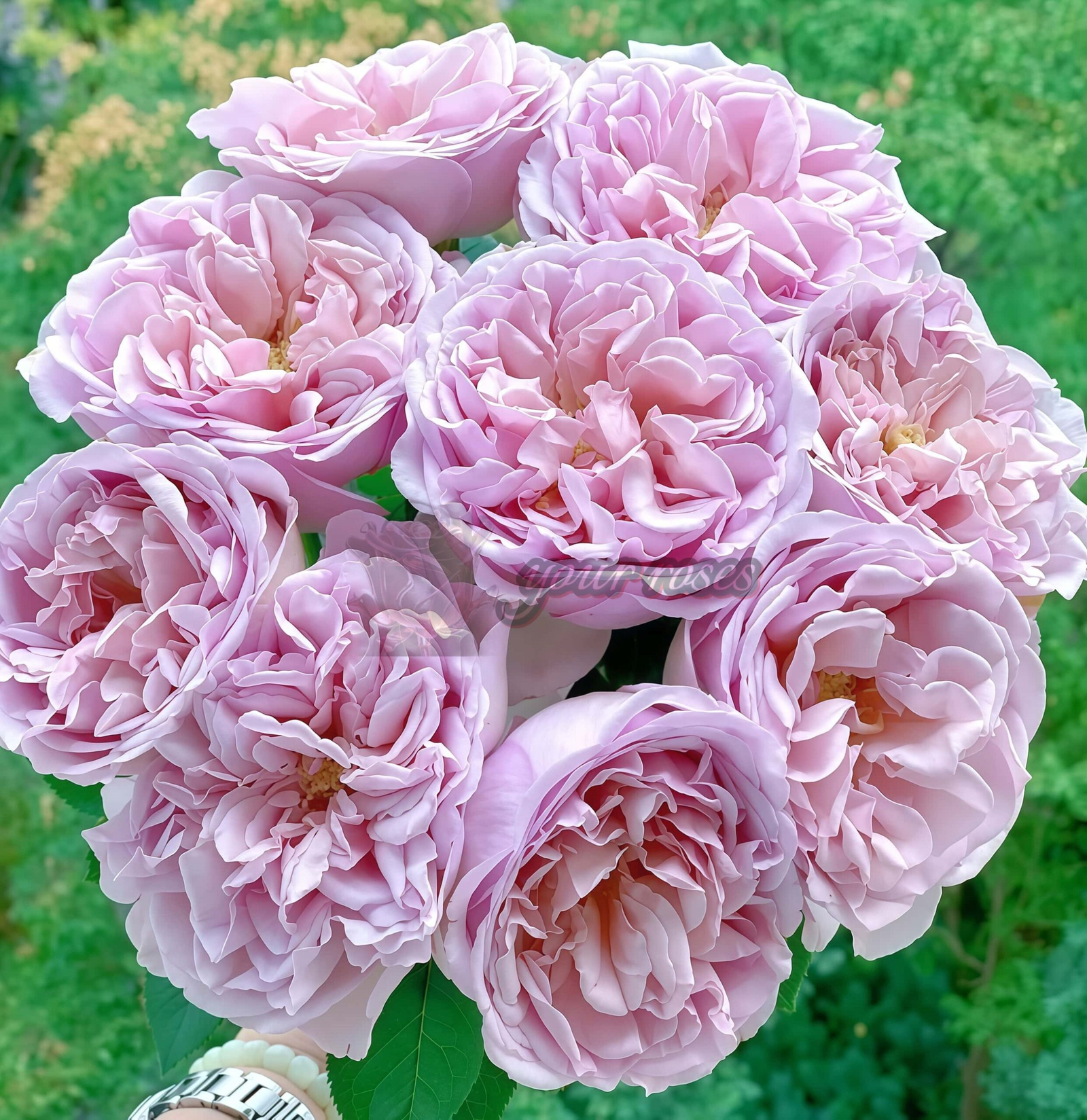 Chocolate romantica Rose丨Your roses