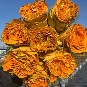 Copper Kiss Rose丨Your roses