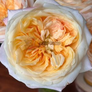 Cream X-Pression Rose plant丨Your roses
