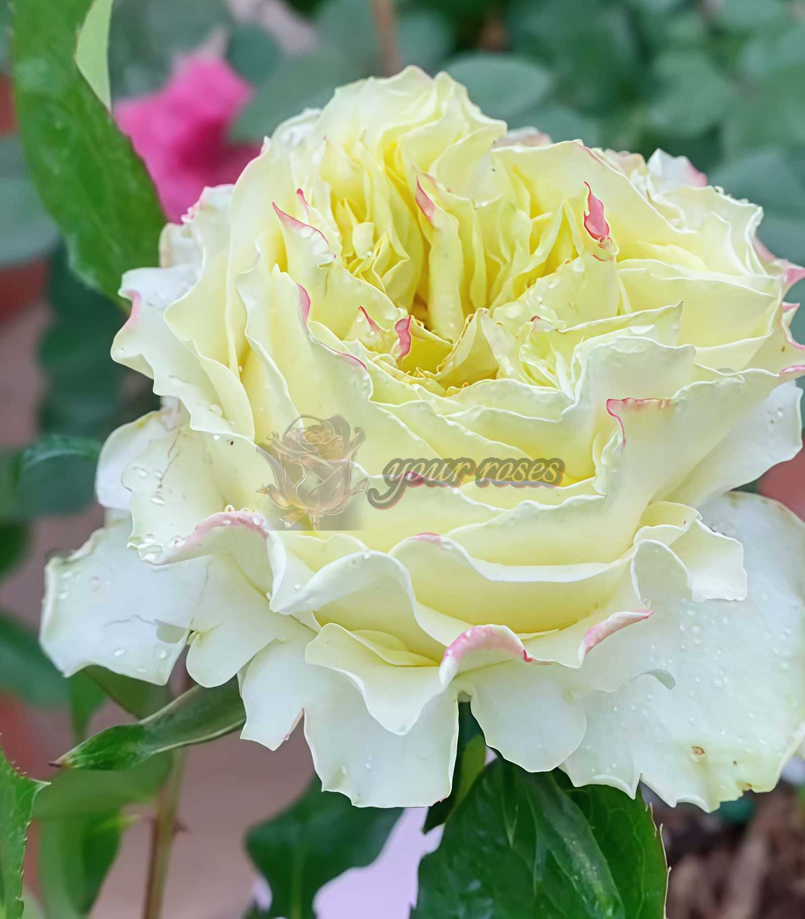 Cream paradise Rose for sale丨Your roses