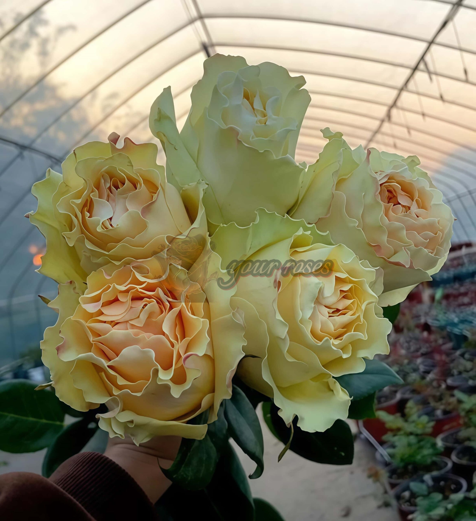 Cream paradise Rose plant丨Your roses