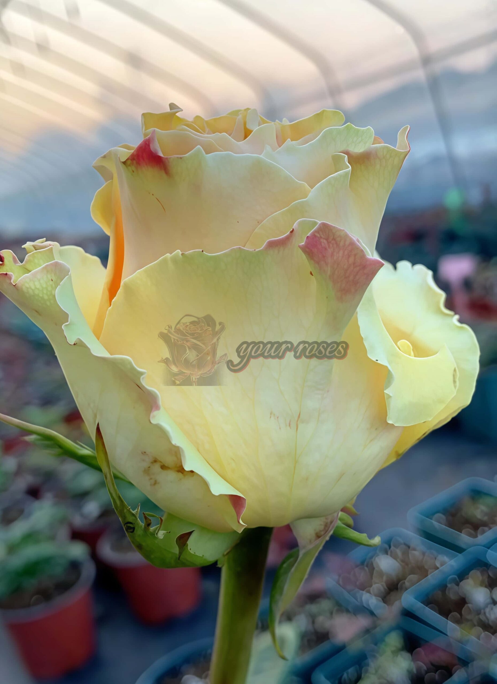 Cream paradise Rose丨Your roses