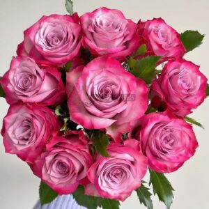 Deep purple Rose丨Your roses