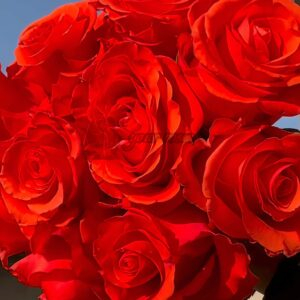 Dragon Tale Rose plant丨Your roses