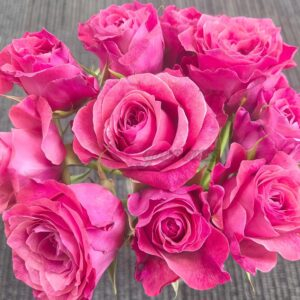 Galaxy Rose plant丨Your roses