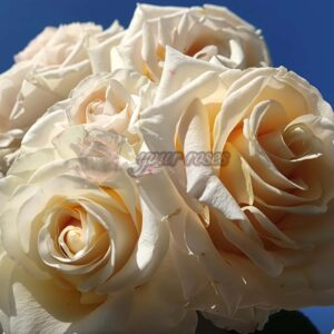 Ghobi Rose plant丨Your roses
