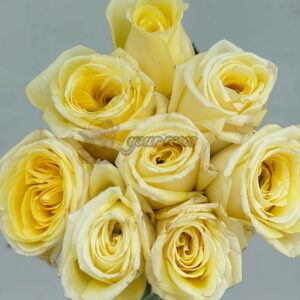 Good Day Sunshine Rose for sale丨Your roses